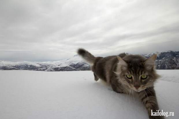 Смешные котики (55 фото)