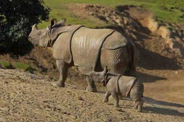Яванский носорог вымирание, животные, факты