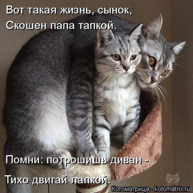 Новая котоматрица для хорошего настроения (35 фото)