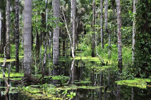 Заповедник с самым большим количеством биологических видов в мире. Заповедник с самым большим количеством биологических видов в мире.