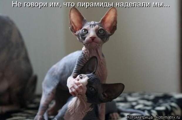 Лучшая котоматрица недели (32 фото)