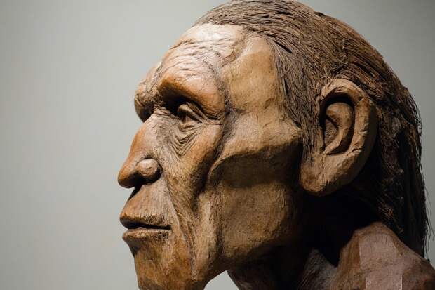 Ученые предлагают новую версию происхождения позвоночных