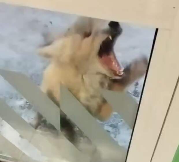 В Новосибирской области агрессивная лиса искусала женщину за лицо