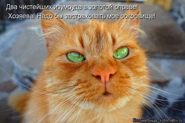 Лучшие котоматрицы недели (50 фото)