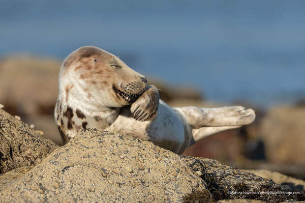 Конкурс Comedy Wildlife Photography Awards 2021
