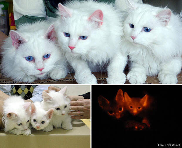 Клонированные кошки