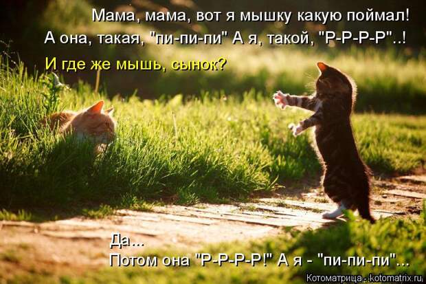 Котоматрица: Потом она "Р-Р-Р-Р!" А я - "пи-пи-пи"... Да... Мама, мама, вот я мышку какую поймал! А она, такая, "пи-пи-пи" А я, такой, "Р-Р-Р-Р"..! И где же мышь, сынок?