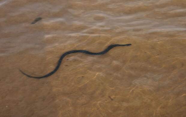 Водяной уж (Natrix tessellata)