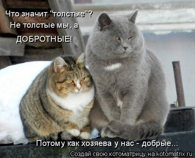 kotomatritsa_X (1) (500x405, 128Kb)