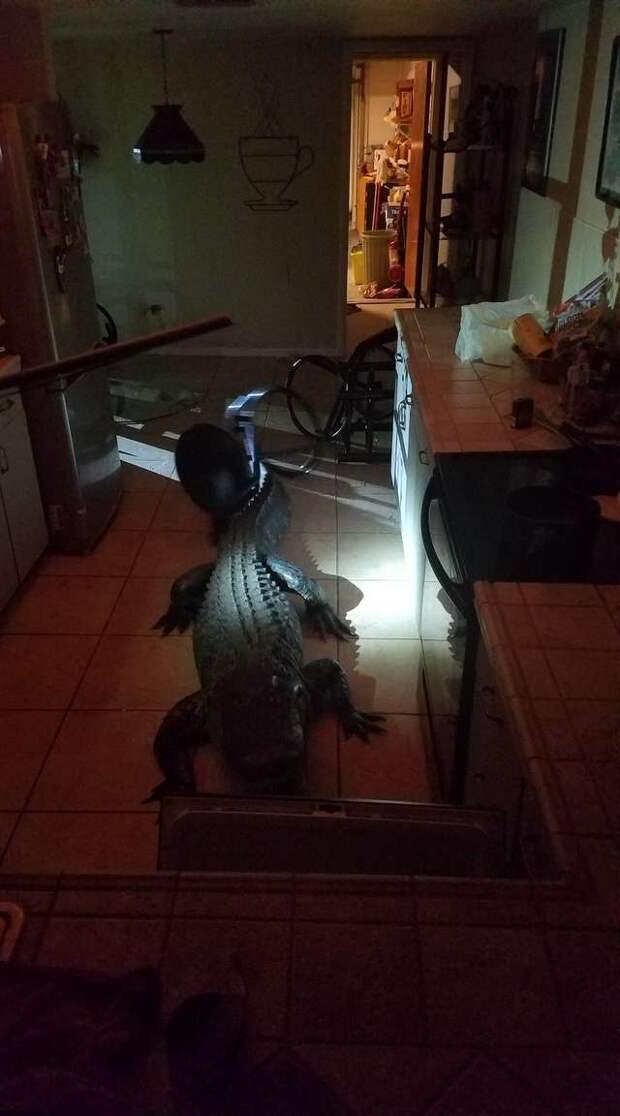 аллигатор в доме