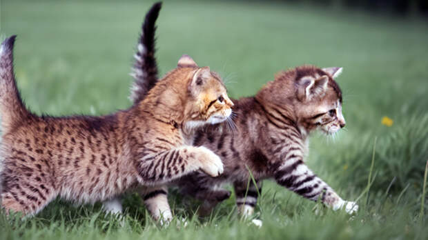 Полосатая реклама