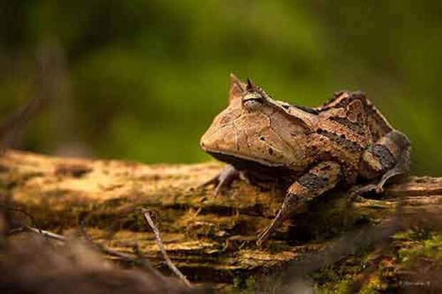 frog-photography-31__880