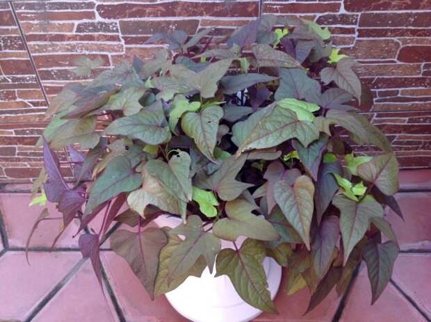 Декоративный батат (Ipomoea batatas). © pro-dachnikov 📷