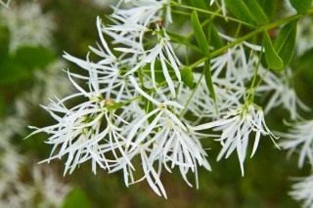 Снежноцвет виргинский, или Хионантус виргинский (Chionanthus virginicus)