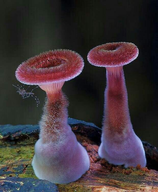 Удивительный мир грибов 2 грибы, Природа, красота, фотография, длиннопост