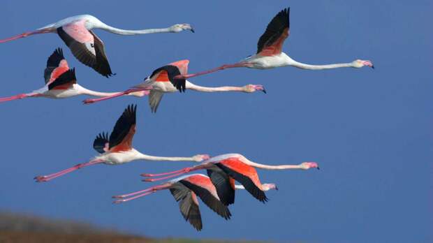 Розовый фламинго летит