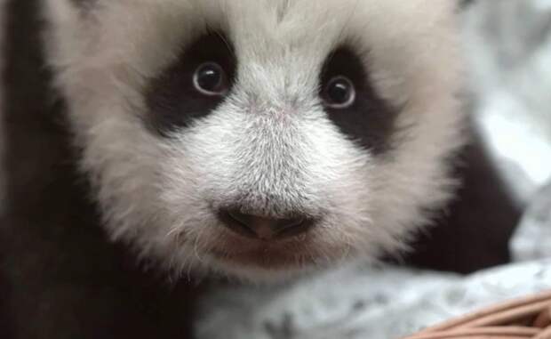 Московский зоопарк показал, как мама панды Катюши проверяет игрушки на прочность