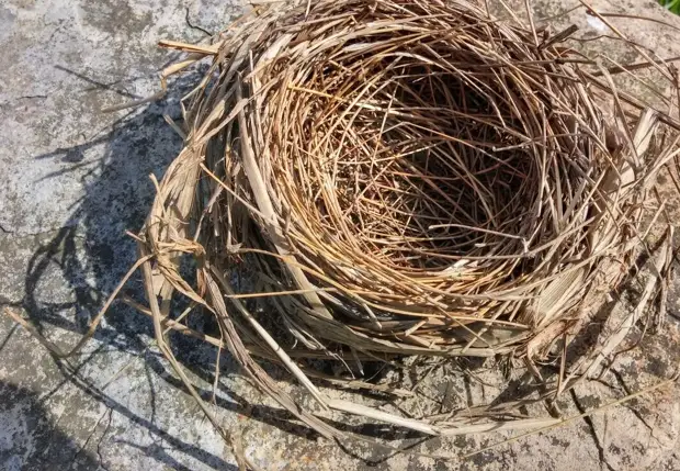 11 марта — Птичий день и день Святого Порфирия. Птицы начинают вить гнёзда