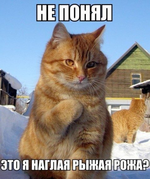 Приколы и позитив
