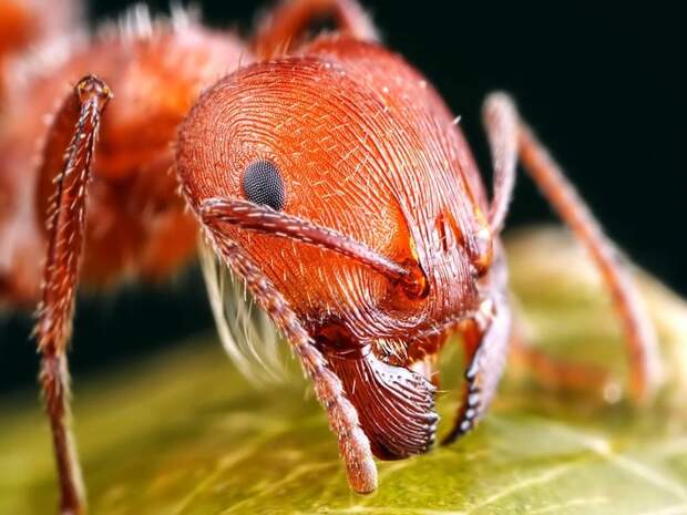 Красный огненный муравей, Муравей огненный импортный красный — один из самых опасных в мире инвазивных видов муравьёв, обладающий сильным жалом и ядом, которые могут стать смертельно опасными для людей, страдающих от аллергии муравьи, насекомые, опасные, страшные, фауна