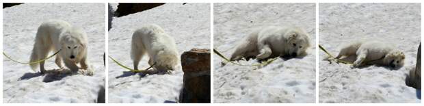 She was one happy girl! Random people even stopped to take pictures of her digging, rolling, and sliding in the snow.