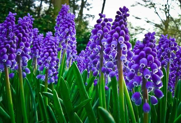 Цветочный аукцион FloraHolland в Голландии (14 фото)
