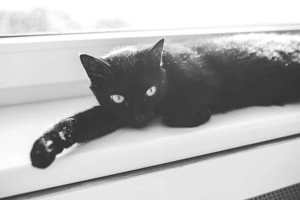 кошка спасла человека кошка на окне