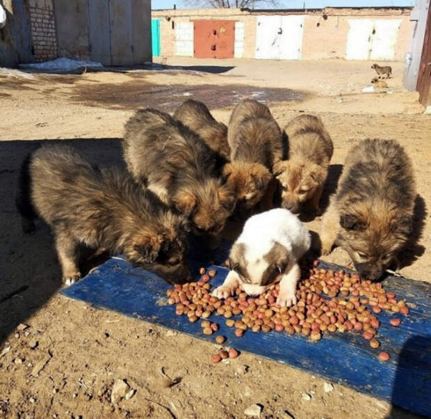 Захват еды. Захват еды.