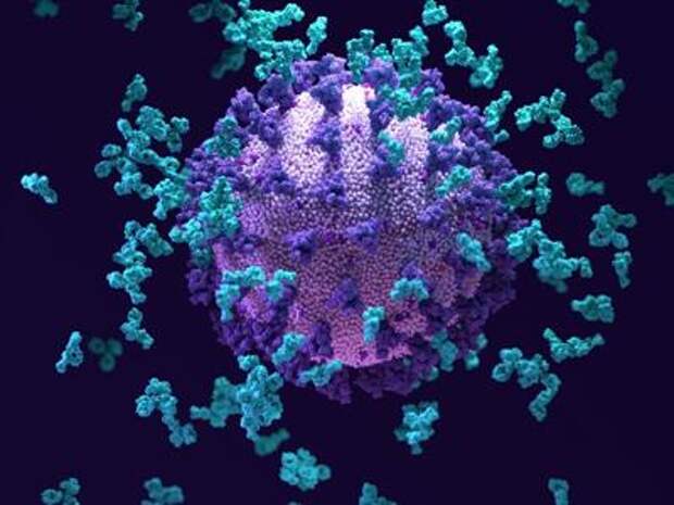 Antibodies (light blue; artist's impression) swarm around a SARS-CoV-2 particle.Credit: Design Cells/SPL