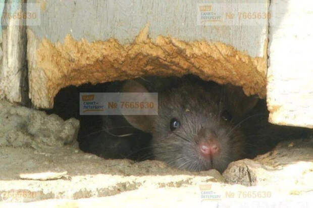 Разозлившиеся на дератизацию крысы съели котов и начали бунтовать в Петербурге