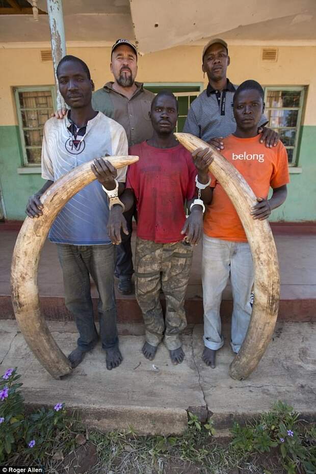 Обезврежены: охотников за слоновой костью заманили в западню Браконьеры, Замбия, африка, банда, добыча, животные, слоновая кость, убийство