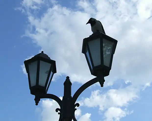 За неделю 23 тысячи жителей Подмосковья приняли участие в голосовании за объекты наружного освещения