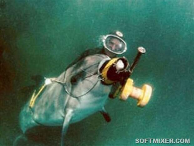 delfin