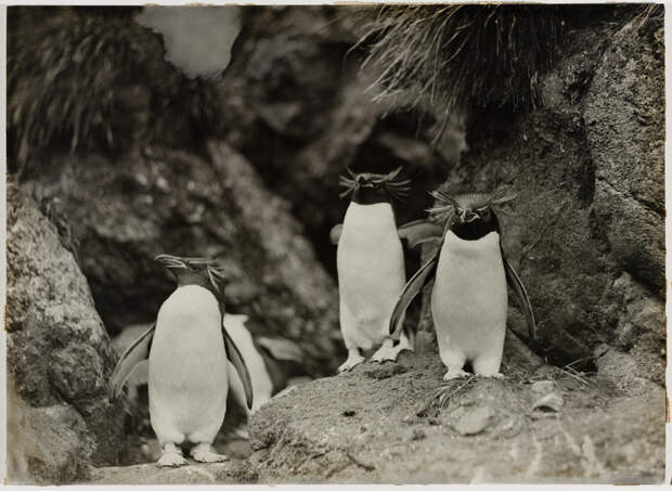 Первая Австралийская антарктическая экспедиция в фотографиях Фрэнка Хёрли 1911-1914 39