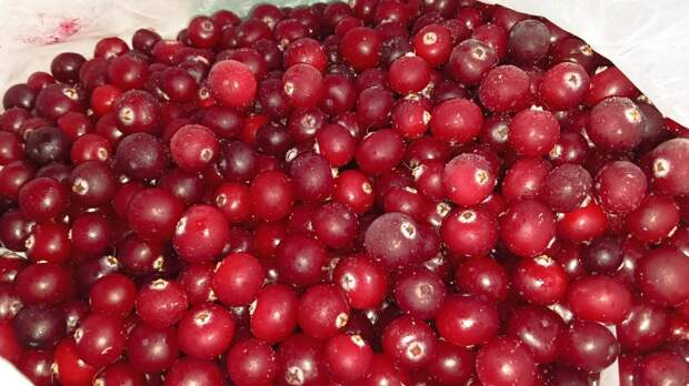 Жители Ленобласти открыли весенний сезон сбора клюквы