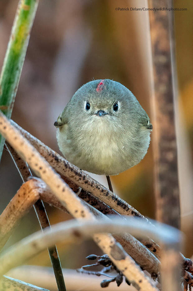Конкурс Comedy Wildlife Photography Awards 2021