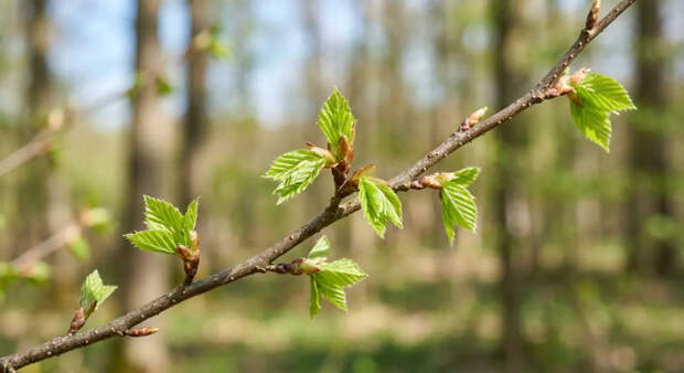 Аллергикам сообщили о праве уйти на удаленку в период цветения