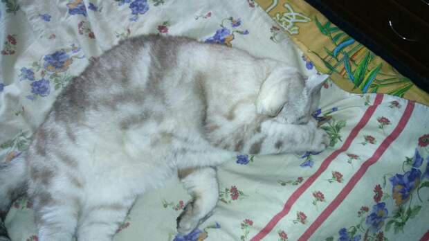 помощь коту кот на кровати