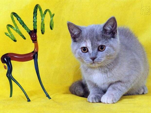 Коты,кошки,котята...