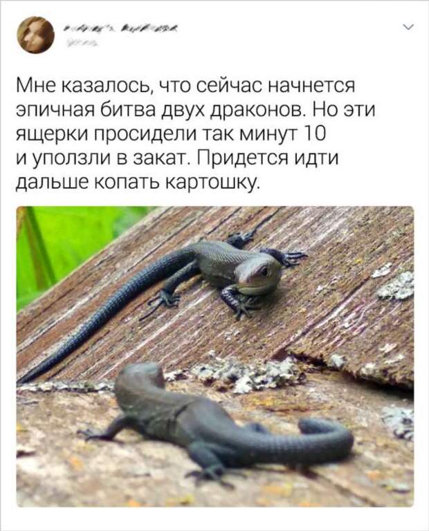 20+ слегка абсурдных ситуаций, которые могли произойти только на даче
