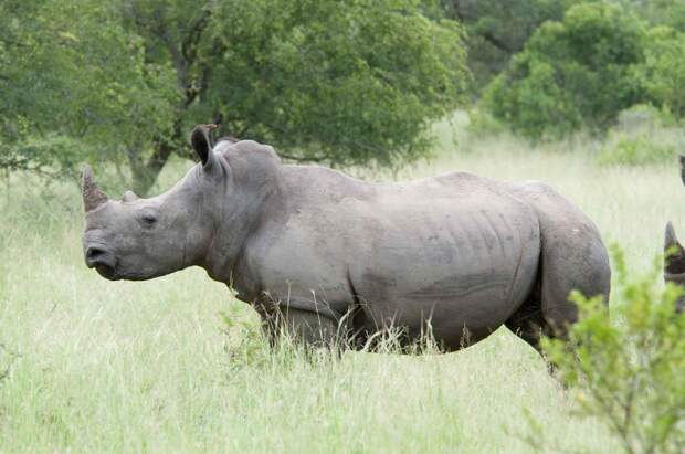 Белый носорог - большое животное