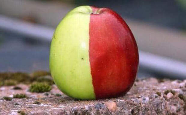 10 самых странных и необычных яблок в мире