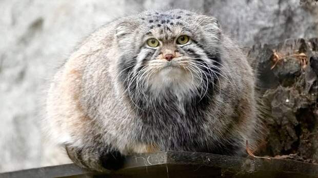 Варшавский зоопарк отказался предоставить невесту манулу Тимофею