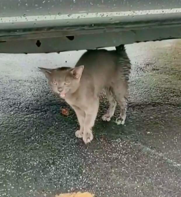 помощь котенку котенок под машиной