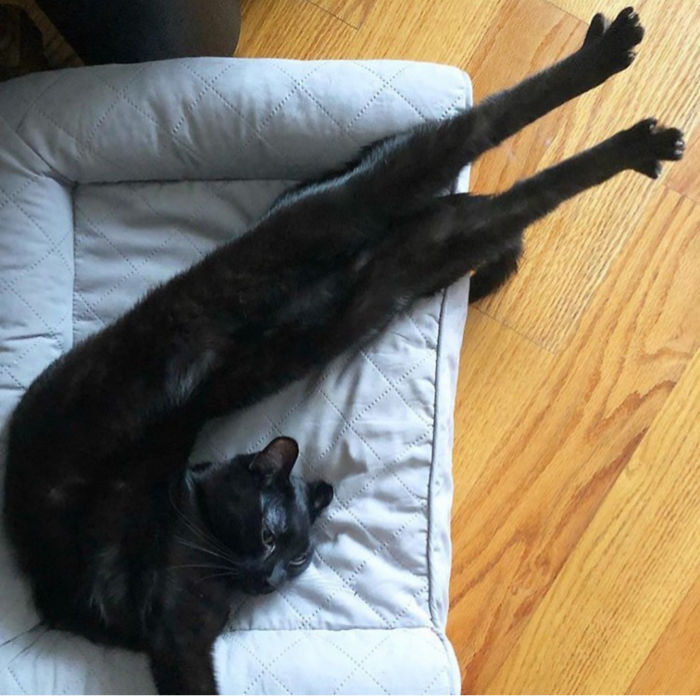 13 фото, доказывающих, что коты могут быть бесконечно длинными