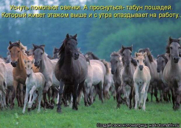 Лучшие котоматрицы недели (50 фото)