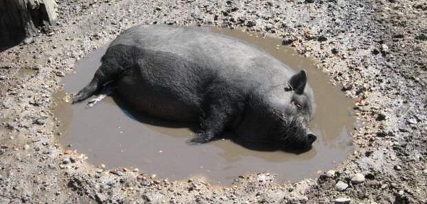Картинки по запросу свинья в грязи
