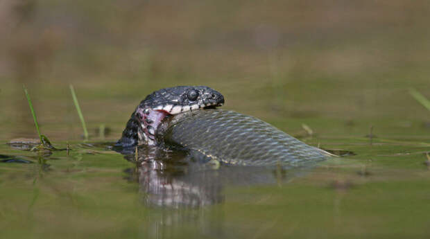 Водяной уж (Natrix tessellata)