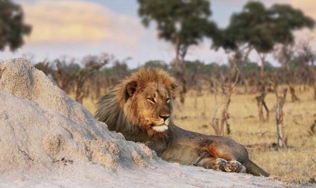 ЮАР - браконьеров за рогами носорога загрызли львы
