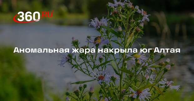 Аномальная жара накрыла юг Алтая